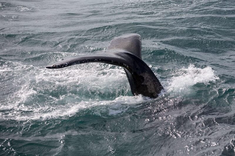 reykjavik-whale-watching-cruise-and-flyover-combo-ticket