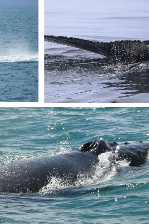 reykjavik-whale-watching-cruise-and-flyover-combo-ticket