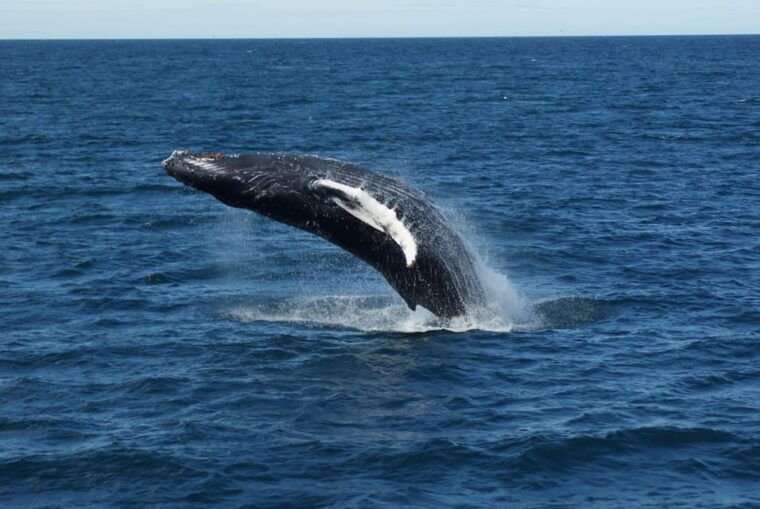 reykjavik-whale-watching-cruise-and-flyover-combo-ticket