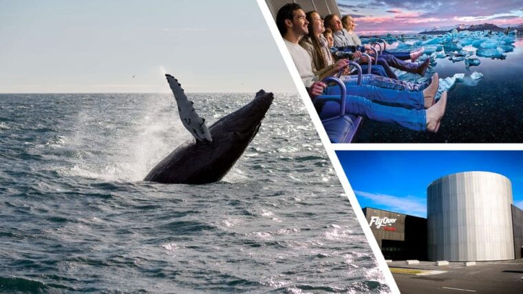 reykjavik-whale-watching-cruise-and-flyover-combo-ticket
