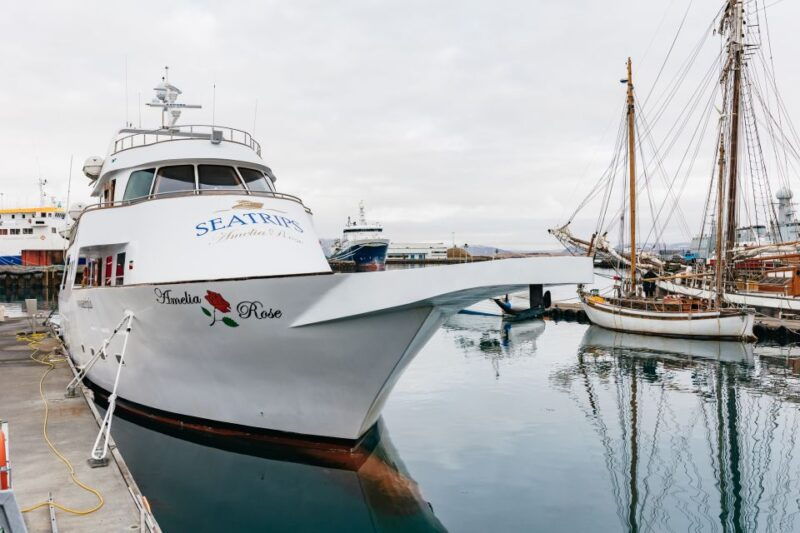 reykjavik-whale-watching-cruise-on-the-amelia-rose-yacht