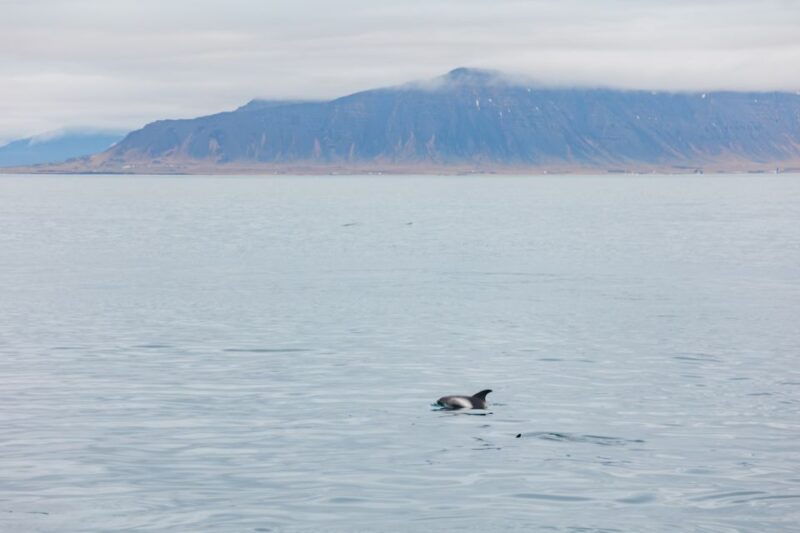 reykjavik-whale-watching-cruise-on-the-amelia-rose-yacht