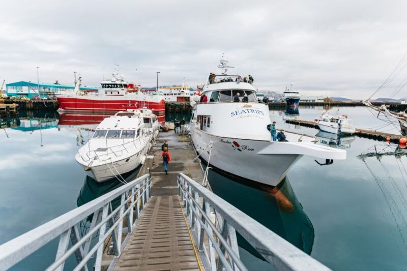 reykjavik-whale-watching-cruise-on-the-amelia-rose-yacht