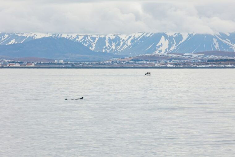 reykjavik-whale-watching-cruise-on-the-amelia-rose-yacht