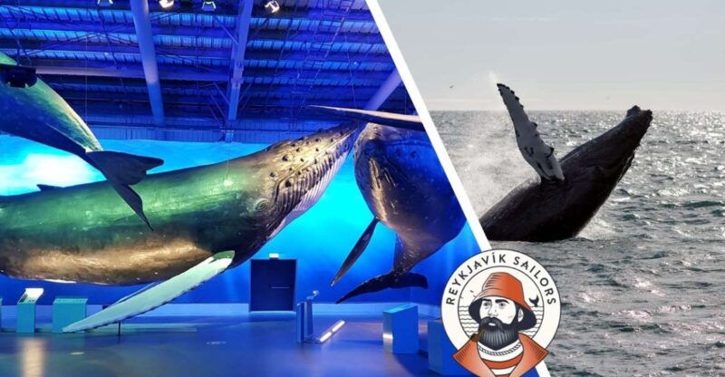 reykjavik-whale-watching-excursion-whale-exhibition