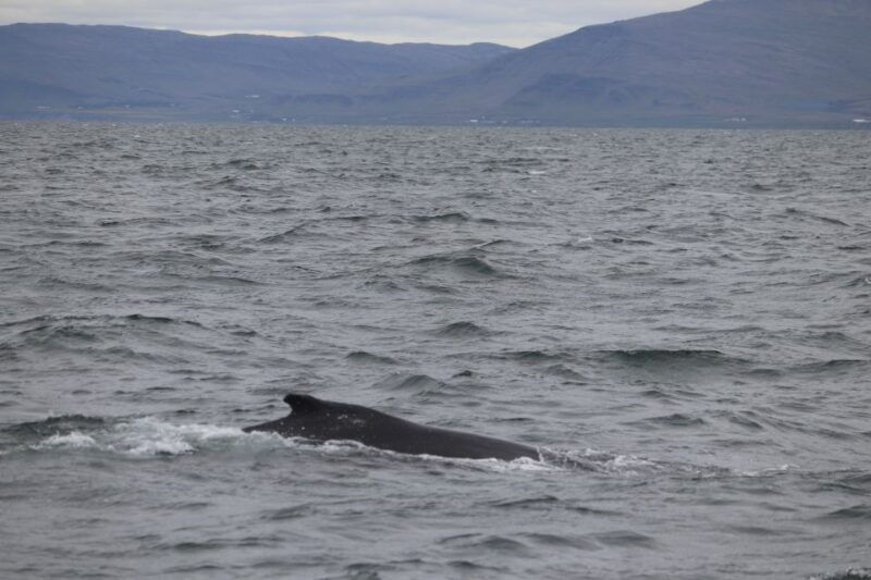 reykjavik-whale-watching-excursion-whale-exhibition