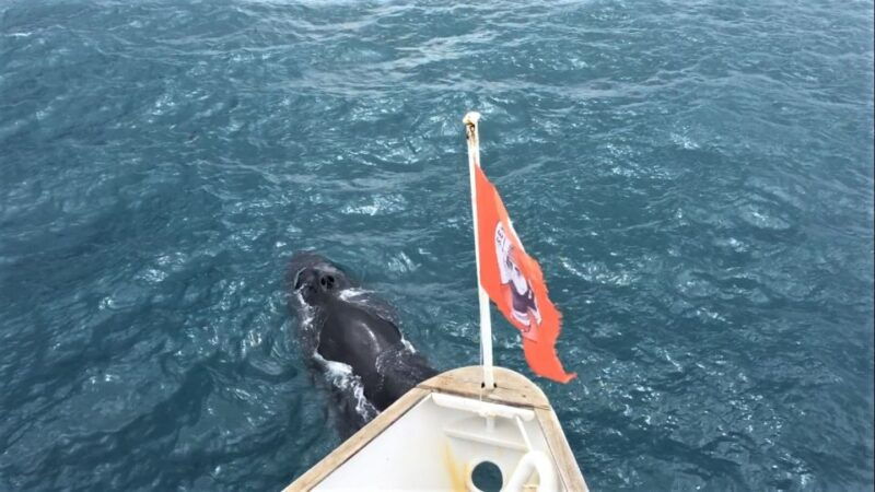 reykjavik-whale-watching-excursion-whale-exhibition