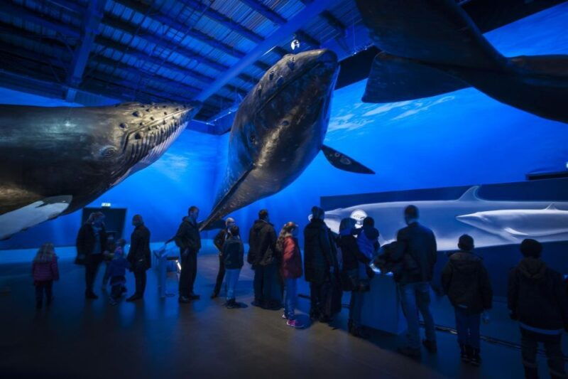 reykjavik-whale-watching-excursion-whale-exhibition