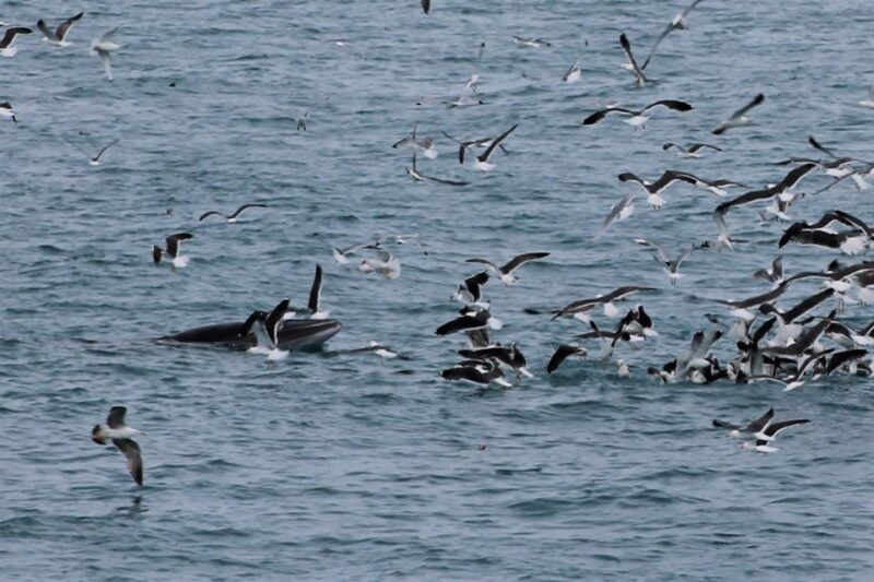 reykjavik-whale-watching-excursion-whale-exhibition