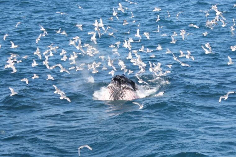 reykjavik-whale-watching-excursion-whale-exhibition