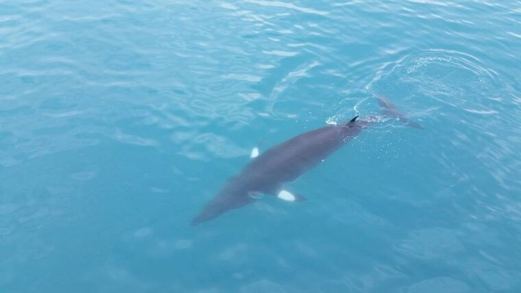 reykjavik-whale-watching-excursion-whale-exhibition