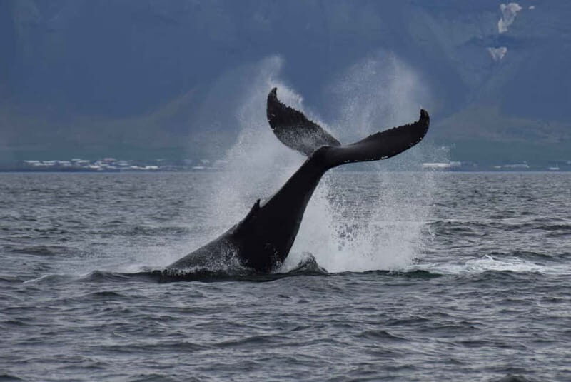 Reykjavik: Whale Watching Express - A Deep Dive into the Whale Watching Experience