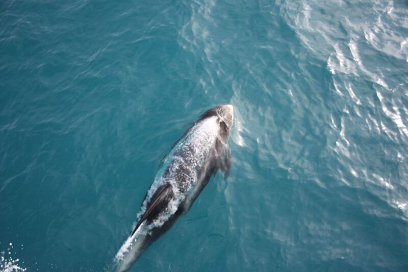 reykjavik-whale-watching-in-faxafloi-bay-live-lava-show