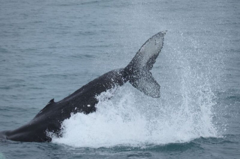 reykjavik-whale-watching-in-faxafloi-bay-live-lava-show
