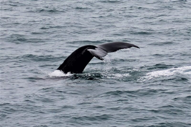 reykjavik-whale-watching-in-faxafloi-bay-live-lava-show