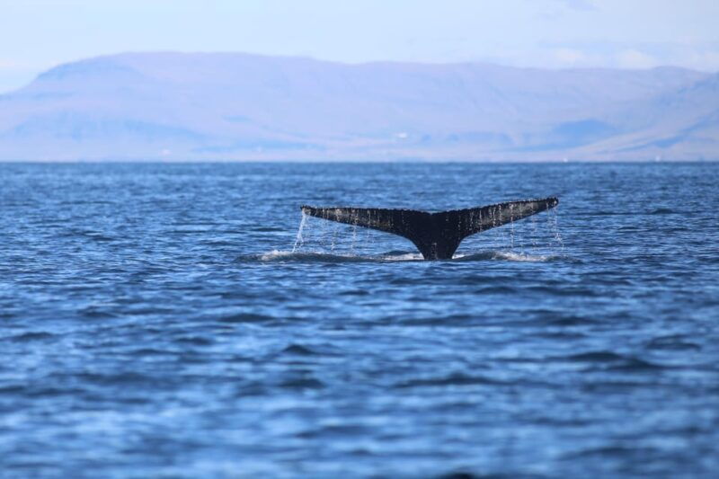 reykjavik-whale-watching-morning-expedition