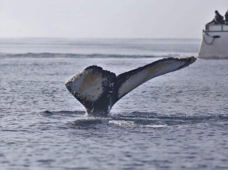 reykjavik-whale-watching-morning-expedition