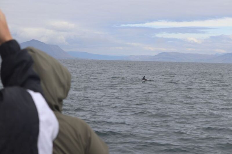 reykjavik-whale-watching-northern-lights-combo-cruise