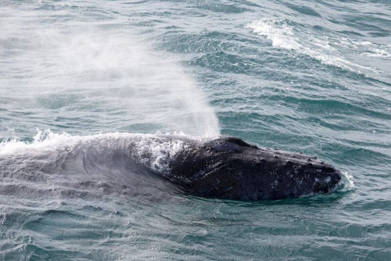 reykjavik-whale-watching-northern-lights-combo-cruise