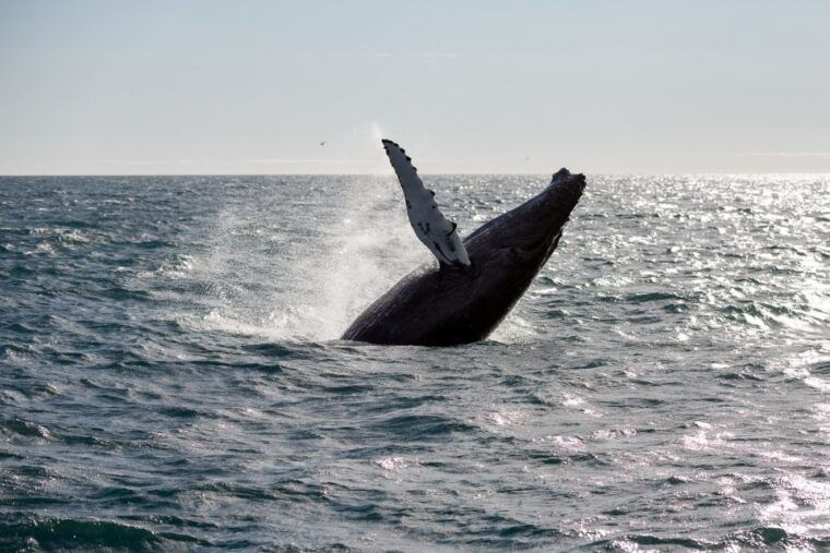 reykjavik-whale-watching-northern-lights-combo-cruise