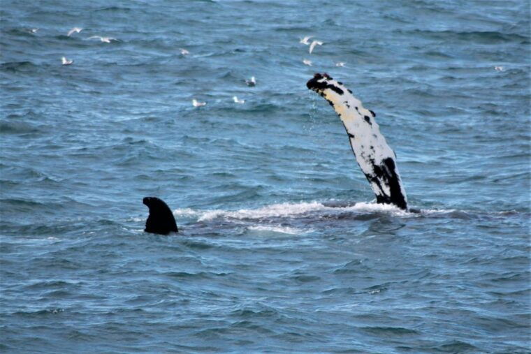reykjavik-whale-watching-northern-lights-combo-cruise