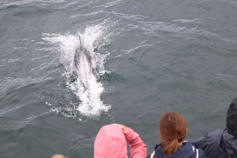 reykjavik-whale-watching-northern-lights-combo-cruise