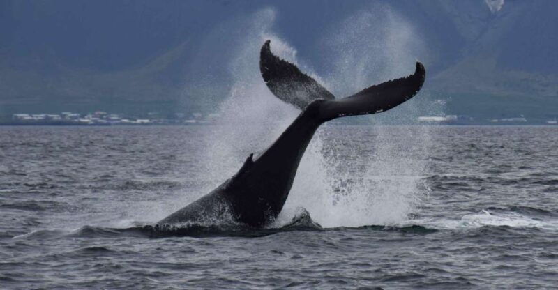 reykjavik-whale-watching-tour-by-fast-catamaran