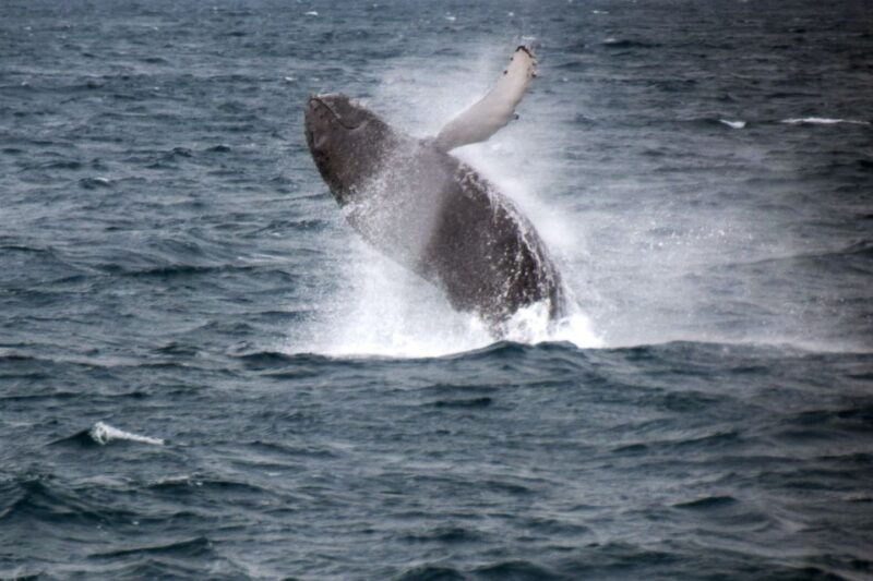 reykjavik-whale-watching-tour-by-fast-catamaran