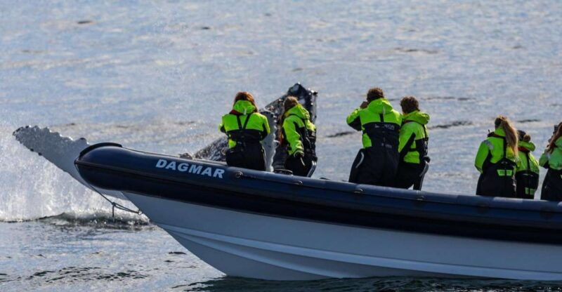 reykjavik-whale-watching-tour-by-rib-boat