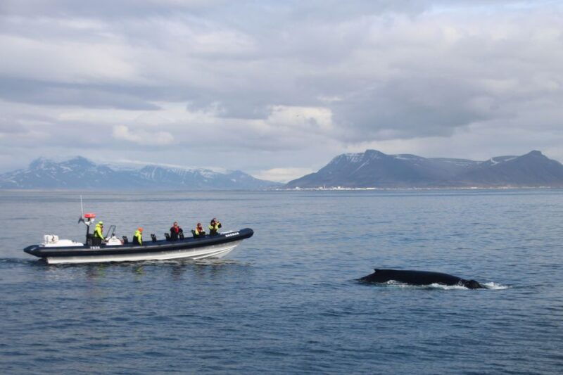 reykjavik-whale-watching-tour-by-rib-boat
