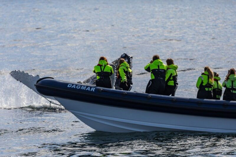 reykjavik-whale-watching-tour-by-rib-boat