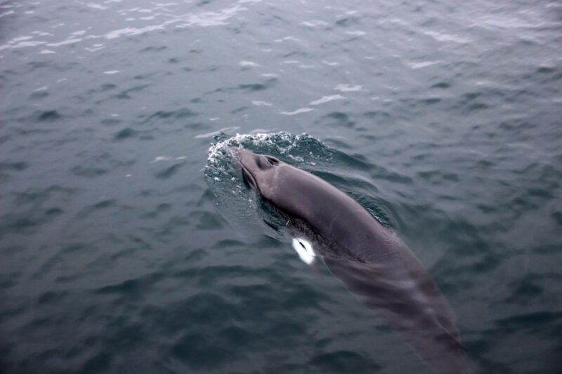 reykjavik-whale-watching-tour-by-rib-boat