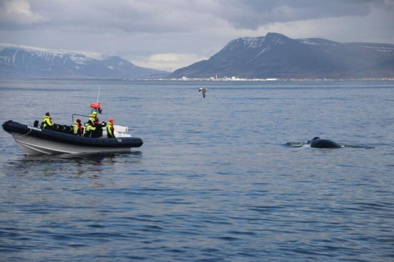 reykjavik-whale-watching-tour-by-rib-boat