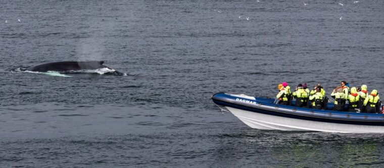 reykjavik-whale-watching-tour-by-rib-boat