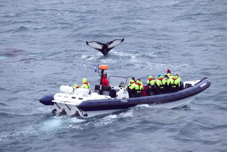 reykjavik-whale-watching-tour-by-rib-boat