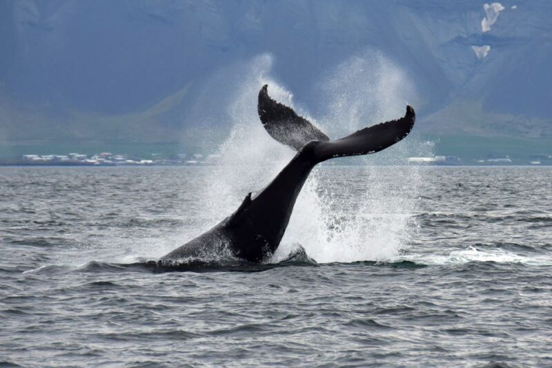 reykjavik-whale-watching-tour