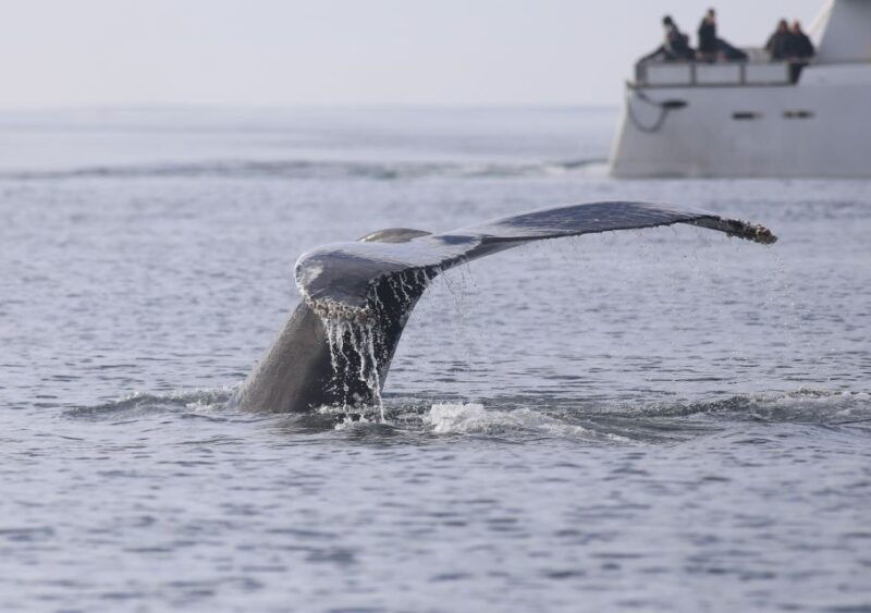 reykjavik-whale-watching-tour