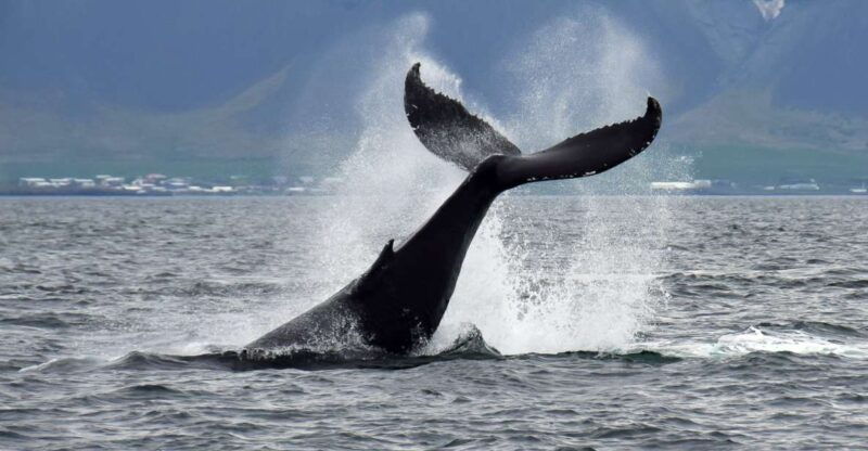 reykjavik-whale-watching-tour