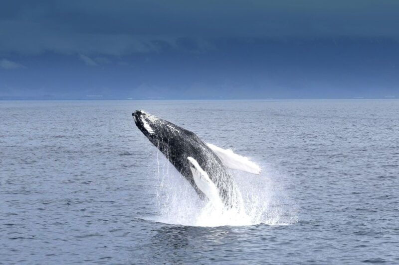 reykjavik-whale-watching-tour