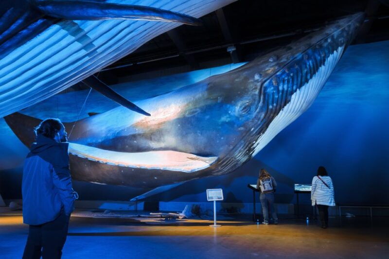 reykjavik-whale-watching-tour-whales-of-iceland-exhibition