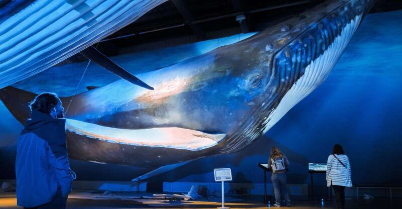 reykjavik-whale-watching-tour-whales-of-iceland-exhibition