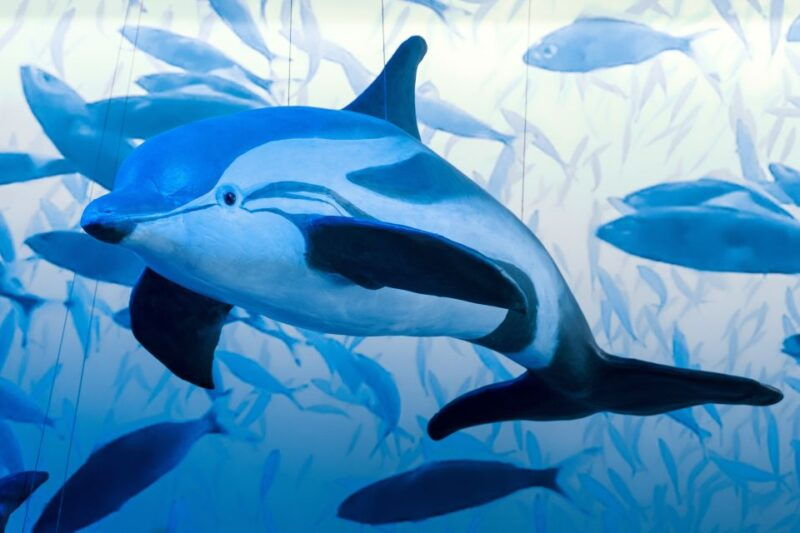 reykjavik-whale-watching-tour-whales-of-iceland-exhibition