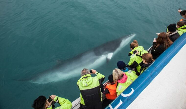 reykjavik-whale-watching-tour-whales-of-iceland-exhibition