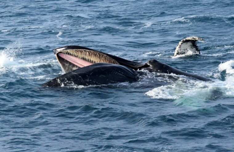 reykjavik-whale-watching-tour-whales-of-iceland-exhibition