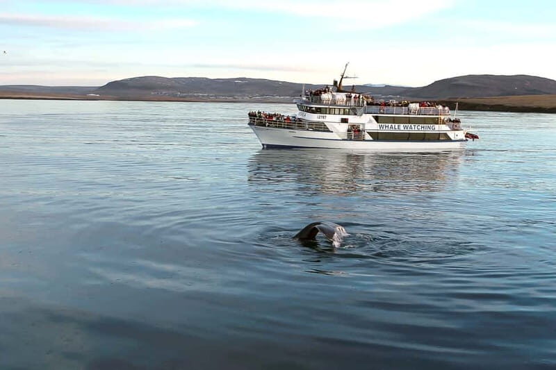 Reykjavik: Whale Watching Tour with Expert Guide - FAQ