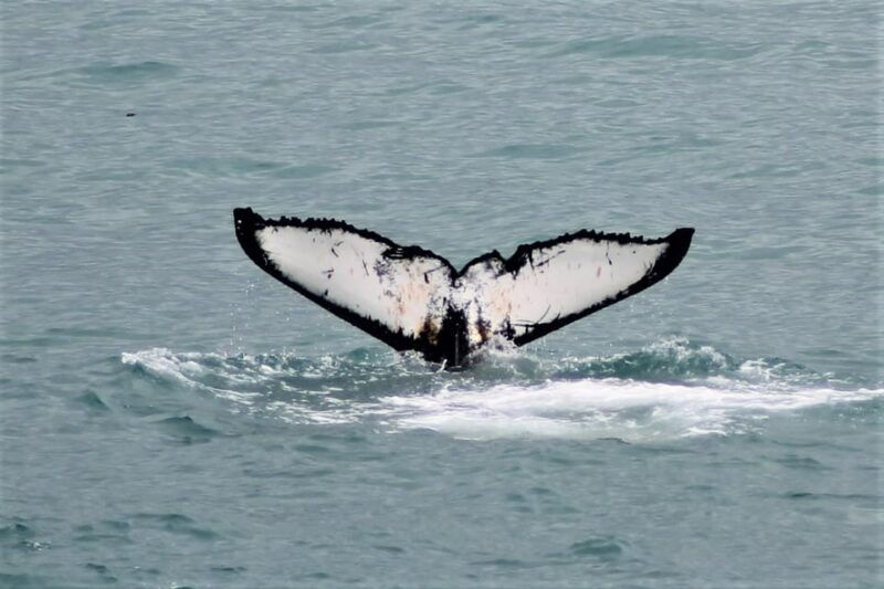 reykjavik-whale-watching-tour-with-express-option