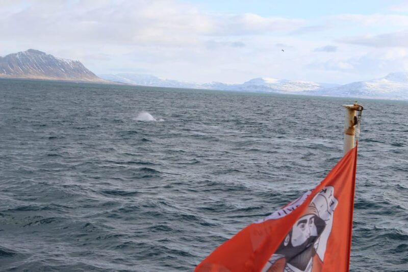 reykjavik-whale-watching-tour-with-express-option