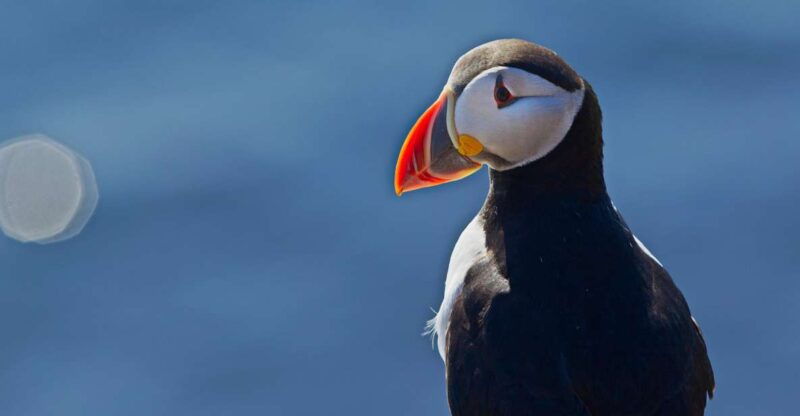 reykjavik-whales-and-puffins-cruise-combo-tour