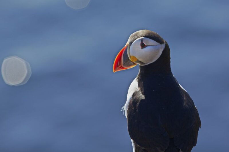 reykjavik-whales-and-puffins-cruise-combo-tour