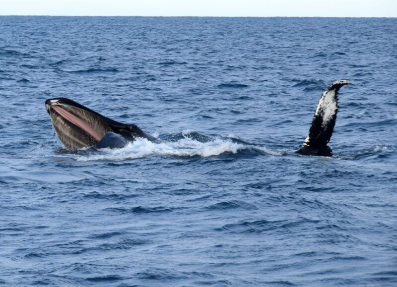 reykjavik-whales-and-puffins-cruise-combo-tour